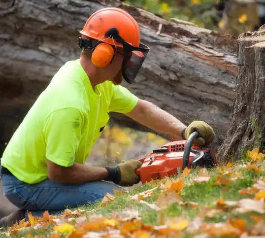 tree services Stony Brook University